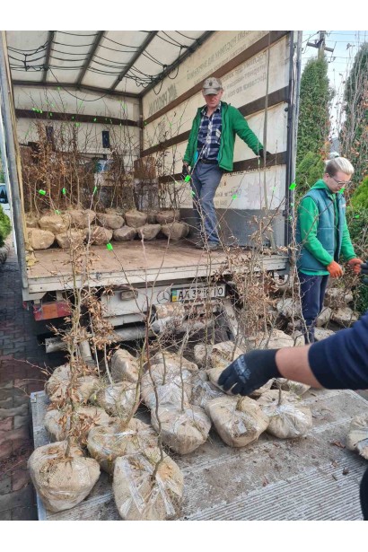 Граб звичайний (хлист) - ком45кг/вис.250-300см/Ø70-75см